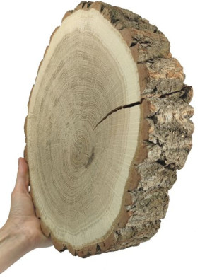 Plaster Dębu 25-30 cm gr. 5 cm Szlifowany z Korą Drewno dębowe