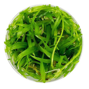 Eco Plant - Echinodorus Telenllus - Invitro Mały Kubek