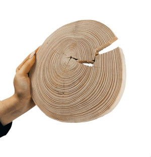 Okorowany Plaster Sosny 15-20 cm gr. 2 cm Szlifowany Drewno sosnowe Surowy