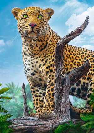 PUZZLE 500 Dziki lampart