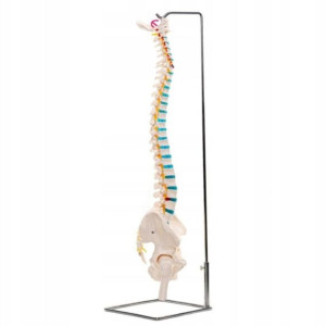 Model Kręgosłupa Ludzkiego Z Miednicą Anatomiczny