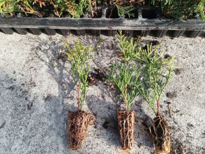 Thuja szmaragd tuja 10-20cm MP multiplata 100 szt.