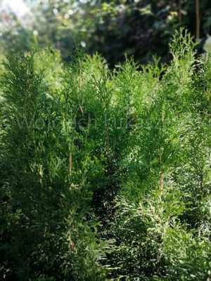 Thuja Szmaragd tuja sadzonka żywopłot szpaler