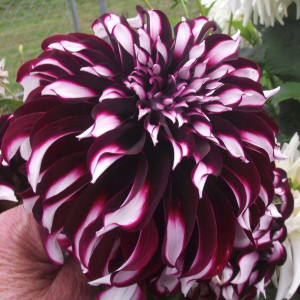 Dalia talerzowa Tartan 1szt