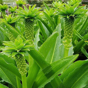 Lilia ananasowa - eucomis Autumnalis 1szt