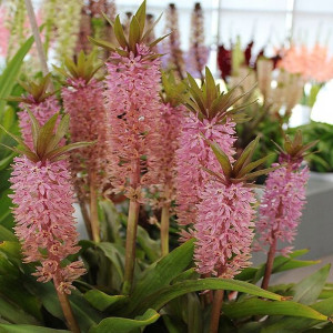 Lilia ananasowa - eucomis Comosa 1szt
