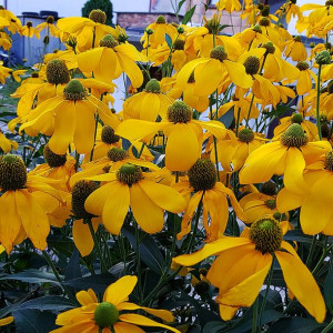 Rudbekia okazała Maxima 1szt