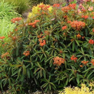 Wilczomlecz fireglow 1szt