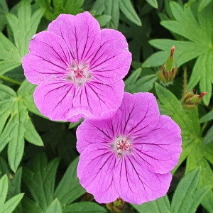 Bodziszek - Geranium Sanguineum 1szt