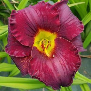 Liliowiec Super Purple 1szt