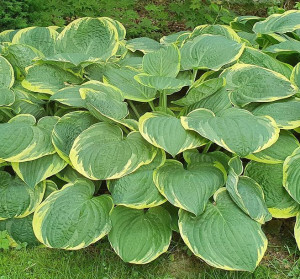 Funkia - hosta Austin Dickenson 1szt