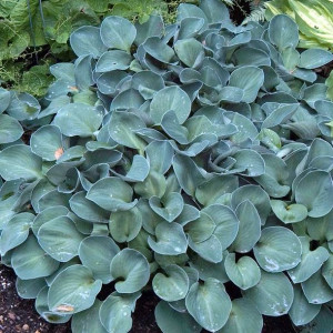 Funkia - hosta Blue Mouse Ears 1szt