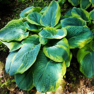 Funkia - hosta Frances Wiliams 1szt