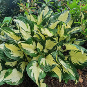 Funkia - hosta Whirlwind 1szt