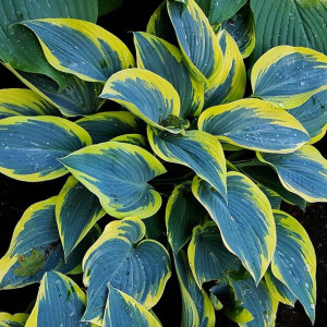 Funkia First Frost 1szt
