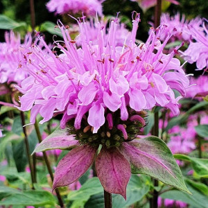 Pysznogłówka - Monarda Beauthy oc Cobham 1szt