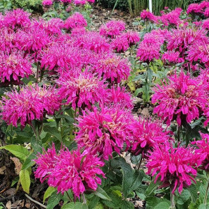 Pysznogłówka niska - Monarda Cranberry Lace 1szt