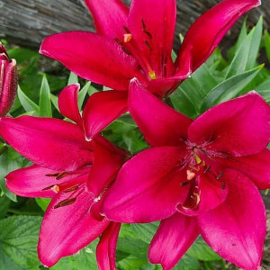 Lilia orientalna Miyabi 1szt