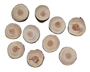 Plastry krążki cis cisowe 2-4 cm  25 szt