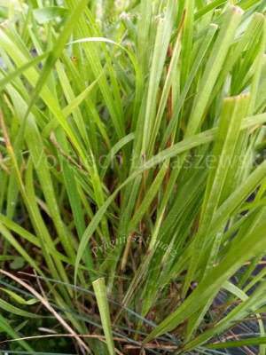 Turówka wonna żubrówka aromatyczna trawa
