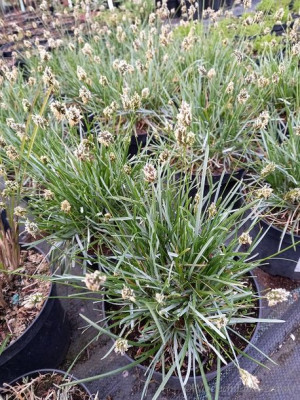 Sesleria błękitna trawa wieloletnia zimozielona