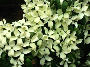 Dereń kousa China Girl szczepiony 40-60cm P9