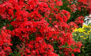 Lagerstroemia bez południa Petite Red P9
