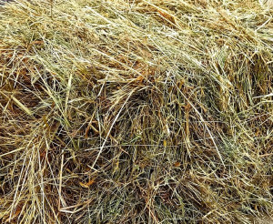 Naturalne Siano Dla Królika I Gryzoni, Sianko 5kg