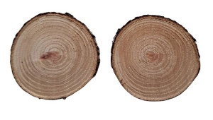 Plastry krążki metasekwoja 5-7 cm 5 szt