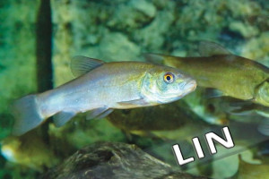 Lin – magnes