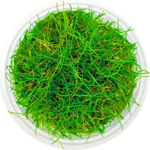 Eco Plant - Eleocharis Acicularis Mini - Invitro Mały Kubek