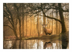 Fototapeta LAS DRZEWA JELEŃ 3D Natura Mgła Tapeta Na Ścianę Salon 416x254