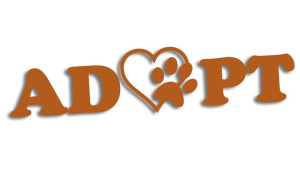 Naklejka ADOPT adoptuj pies kot brązowa