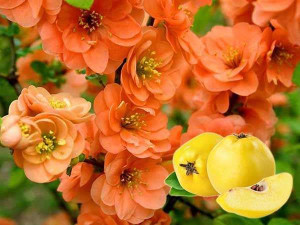 Pigwowiec pośredni (Chaenomeles ×superba) Orange Trail P9