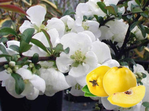 Pigwowiec pośredni (Chaenomeles ×superba) Jet Trail P9