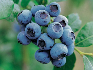 Borówka amerykańska (Vaccinium corymbosum) Bluecrop P9
