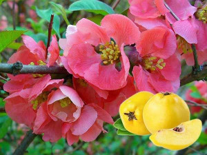 Pigwowiec pośredni (Chaenomeles ×superba) Pink Trail P9
