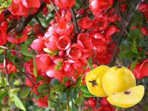 Pigwowiec pośredni (Chaenomeles ×superba) Red Trail P9