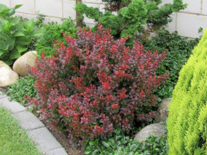 Berberys Atropurpurea Nana Na Żywopłot