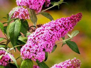 Budleja Dawida Pink Delight motyli krzew PACHNĄCA
