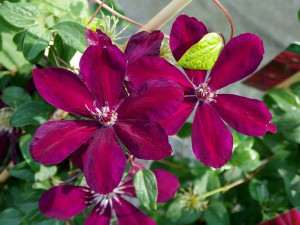 Powojnik Clematis Westerplatte WIELKOKWIATOWY