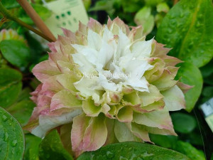 Powojnik Clematis Midori DUŻE PEŁNE KWIATY