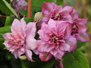 Powojnik Clematis Innocent Glance pełny kwiat