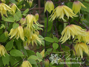 Powojnik Clematis Golden Dream dzwonkowate kwiaty