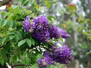 Glicynia amerykańska Longwood Purple wisteria