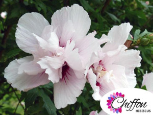 Ketmia syryjska CHINA CHIFFON Bricutts hibiskus