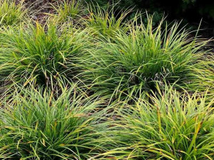 Turzyca Morrowa Irish Green WIELOLETNIA TRAWA