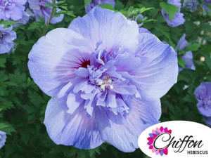 Ketmia syryjska Blue Chiffon PBR hibiskus