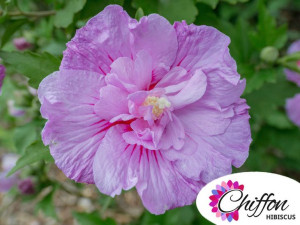 Ketmia syryjska Lavender Chiffon PBR hibiskus
