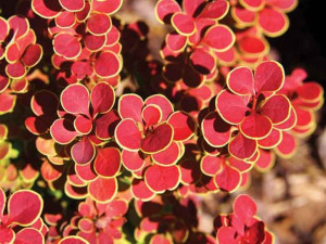 Berberys Thunberga Orange Sunrise NA ŻYWOPŁOT